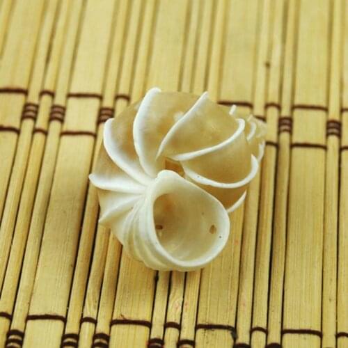 Conch shell specimen collection natural white color sea shell snail shell wedding/festival/party decoration sea conch
