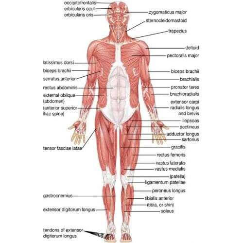Muscular System Human Chart Muscle Anatomy Chart Body Educational Art Film Print Silk Poster Home Wall Decor 24x36inch