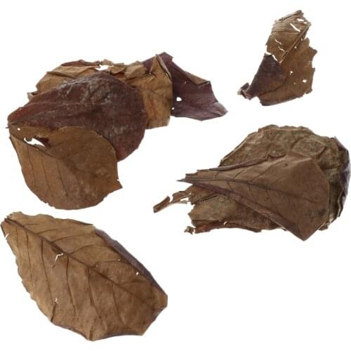 10pcs Indian Almond Leaves Useful Clean Tool For Tank Aquarium Cleaning