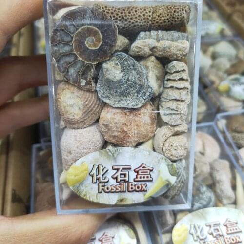 Sporadic 1 Box Mixed Fossil Ore Specimens Science Mineral Rock Museum Teaching Gravel Specimen Materials Natural Raw Stone