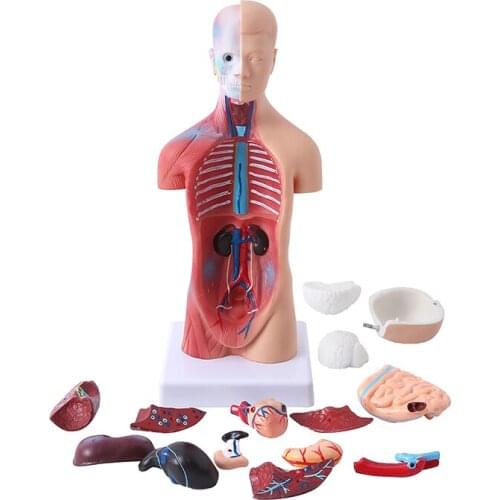 Human Torso Body Model Anatomy Anatomical Medical Internal Organs For Teaching Human body structure