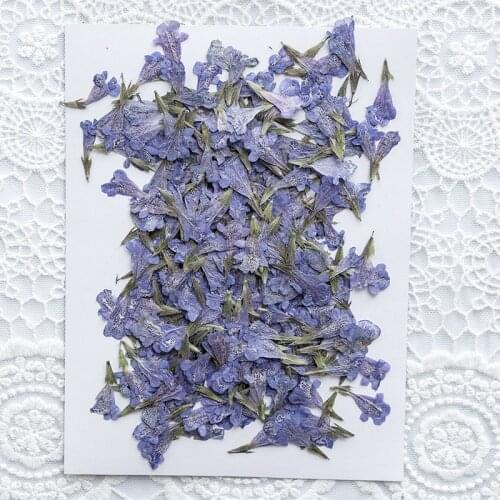 20pcs Pressed Dried Flower Mazus japonicus Plants Herbarium For Epoxy Jewelry Bookmark Phone Case Makeup Nail Art Craft DIY