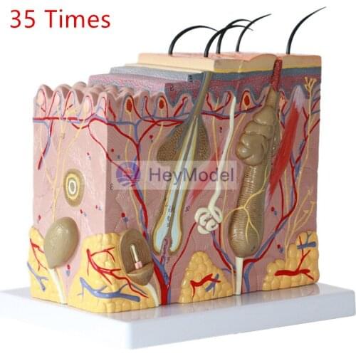 HeyModel Skin Tissue Structure 35 Times Enlargement
