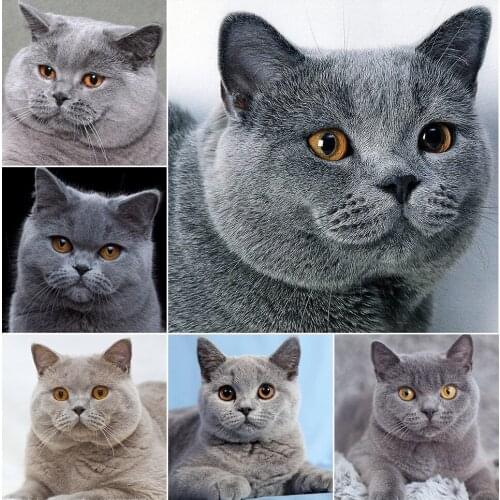 5D DIY Diamond Painting Cat Full Square/round Drill Embroidery Cross Stitch Kits Animals Rhinestones Mosaic Home Decor Gift