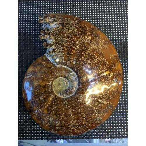 Fengshui home furnishing money drawing large size natural ammonite fossil specimen for home decoration rom madagascar
