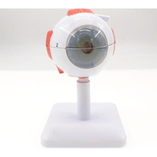 3X Life Size Ocular Anatomy Eyeball Model Enlargement Pupil Vision Correction for Medical Education Teaching Resources