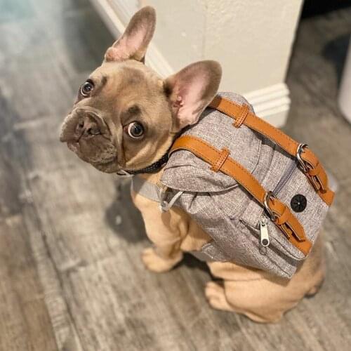 Puppy Snack Pack Dog Backpack England Stripe Grooming Bags for Schnauzer French Bulldog Pet Accessories Bag Dog Supplies