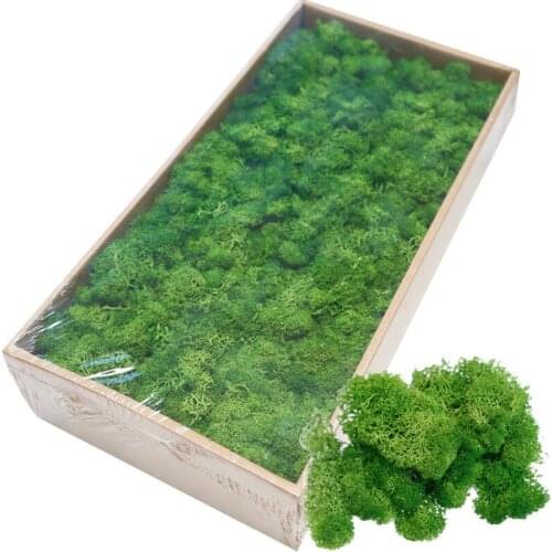 High Quality Artificial Green Plant Immortal Fake Flower Moss Grass Home Living Room Decorative Wall DIY Flower Mini Accessories