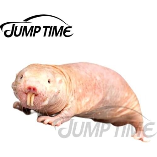 JumpTime 13 x 3.5cm For Naked Mole Rat Car Stickers Bumper Anime Surfboard Decal Windshield Motorcycle Bumper Decoration