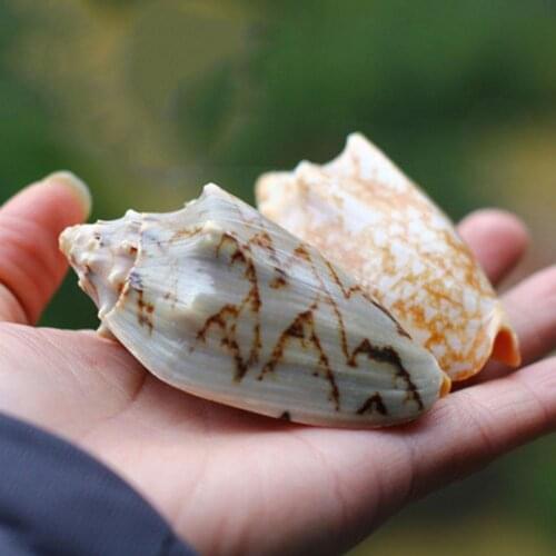 Natural Conch Shell Fish Tank Aquarium Landscape Decoration Decoration Seashells Home Decor Home Office Floor H5V6