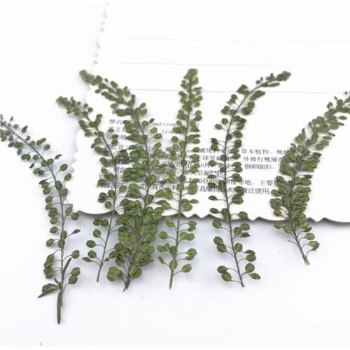 12 Pieces Natural dried pressed flowers Dry Leaves Specimen for DIY Bookmarks Handmade Card Making Decorations accessories7-9cm