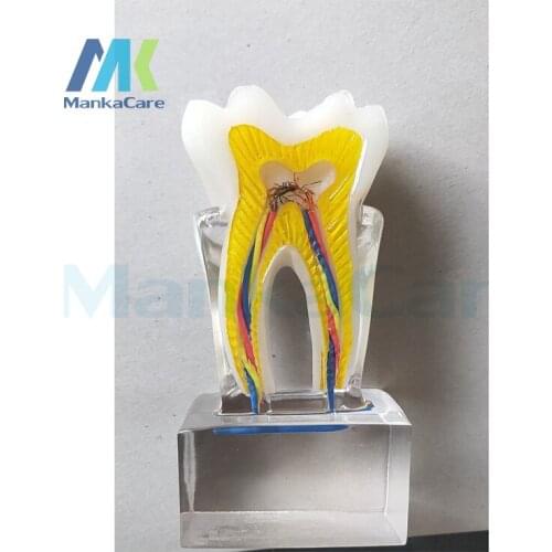 Dentist Dental Crystal teeth Monomer profile model Dental 3D Tooth Model Clear Crystal Stand Teeth Molar Separable
