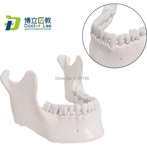 Human lower jawbone model with tooth natural size skeletal anatomical model for dental and medical teaching