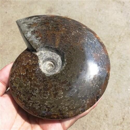 750g(1.65 lb) Jade Chrysanthemum Ammonite Shell Fossil Madagascar LA2009