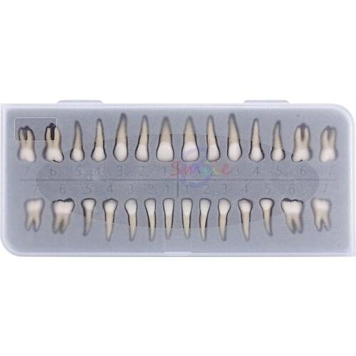 28 PCS Dental Oral Adult Permanent Teeth Model Dental Teaching Model Full Mouth Communication Model