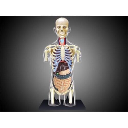 4D 1:6 Intelligence Assembling Toy Anatomical Medical Model of Human Half-body Visceral Organs Medical Supplies