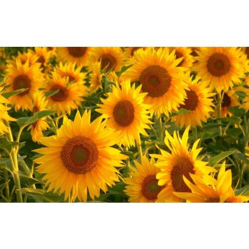 JMINE Div 5D Sunflower flower Full Diamond Painting cross stitch kits art High Quality Floral 3D paint by diamonds