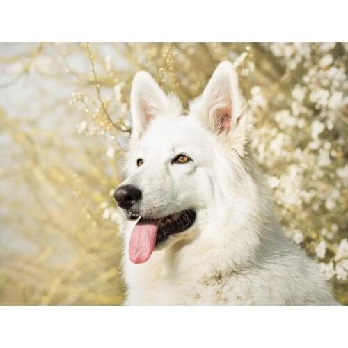 Diamond Embroidery German shepherd dog Diamond Mosaic 5D DIY Diamond Painting full square Picture of Rhinestone Decoration GH559