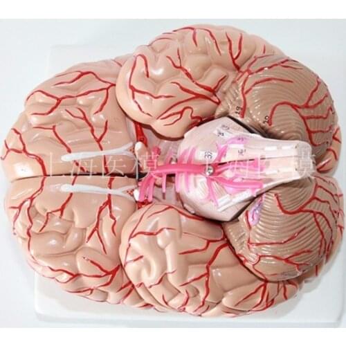 Cerebral artery model brain anatomical model brain stem structure model neurology teaching model free shipping