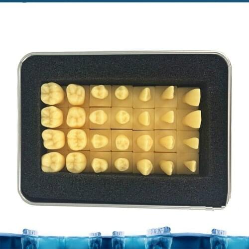 1.2X 2X Enlarge Crown Carving Prepare Tooth Model Dental Model Carved Teeth Model Medical Science Teaching Anatomical Models