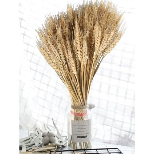100PCS Dried Wheat Stalks Golden Natural Dried Wheat Sheaves Natural Dried Flowers Decorative Flowers Decoration Shooting Clean