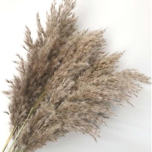 Length45CM/Flower Ear 15~30CM,6PCS Real Dried Natural Pampas Grass Reed Flowers,Dry Phragmites Small Bulrush Bouquet,Home Decor