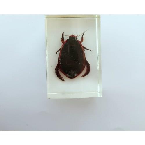 Insect Embedding Specimens Real predaci diving beetle Specimen Model Biological Entomology Teaching Aids Resin Craftwork