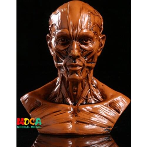 Drawing of life in art studio simulation of male skeleton Head muscle structure still life sketch teaching model RTSM202
