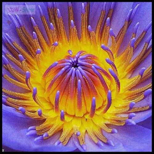 Full Square/Round Drill 5D DIY Diamond Painting "Colorful Daisy flower" 3D Embroidery Cross Stitch Mosaic Home Decor Gift NEW994