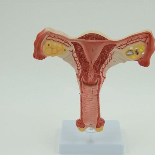 Uterus and Ovary Anatomical Model Human Female Medical Anatomy Internal Genital Organ
