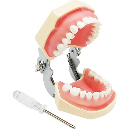 Standard deciduous teeth model 28pcs tooth Soft Gum teaching model dentist student learning with screw driver