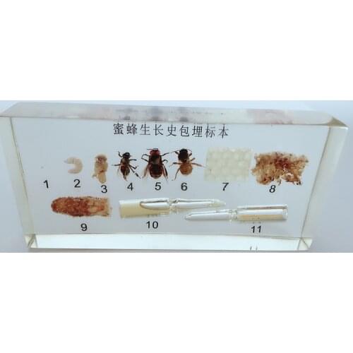 Honeybee Growth History Embedded Specimens Real Insect Development Process Specimen Biological Entomology Teaching Aids