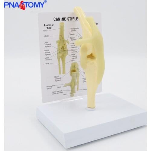 PNATOMY Skeleton Models