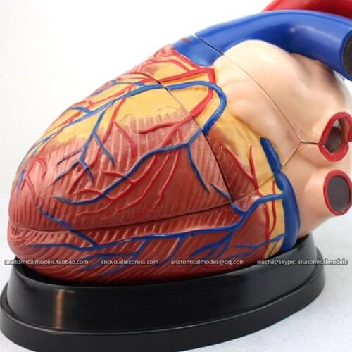 CMAM/12486 Heart-3parts,4X life size, Human Heart Medical Teaching Anatomical Model