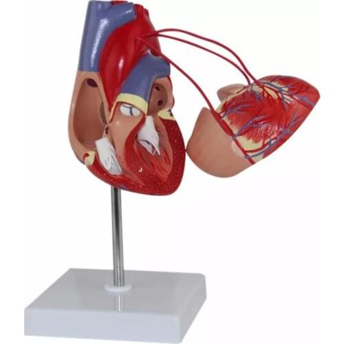 Cardiac Bypass Surgery Heart Anatomy Cardiovascular Human Heart Cardiology Medical Model Specimen