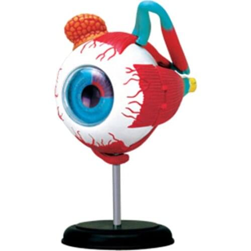 4d Human Eyeball Anatomy Model Skelekon puzzle Assembling Toy Medical Teaching Aid Laboratory Education Equipment