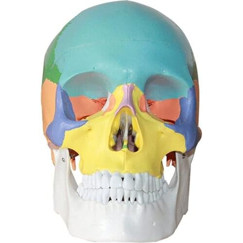 1:1 Colorful Human Head Anatomy Model Skeleton Medical Science Teaching Resources Drop Shipping