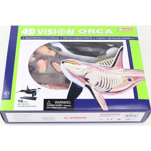 Whale teaching model 4D MASTER puzzle assembly toy animal biological organ anatomy medicine