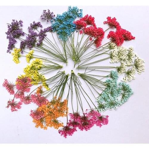 Bunches of Lace Flower On Stems dried flowers True Plants For Child Specimens Puzzle 120 Bunches Free Shipment