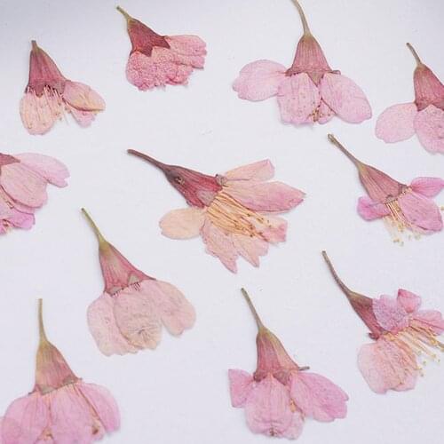 12 Pcs Real Chrysanthemum Dried Pressed Flower Nail Art Sticker Dry Plant 3D UV Gel False Tips DIY Decoration Design Manicure