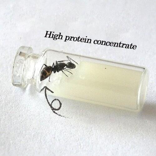 Special Food For Ant Castle Convenient And Simple Food For Ants High Nutrition Not Easy To Mold And High Protein