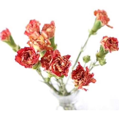 20pcs/lot,Natural Dried Flower Bouquets,Eternal Carnation flower bunch for Wedding Home Decoration accessories,mothers day gift