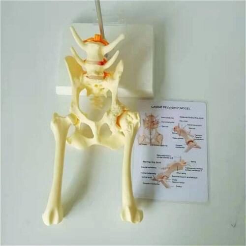Dog hip joint with Femur model Teaching model dog pathological joint model