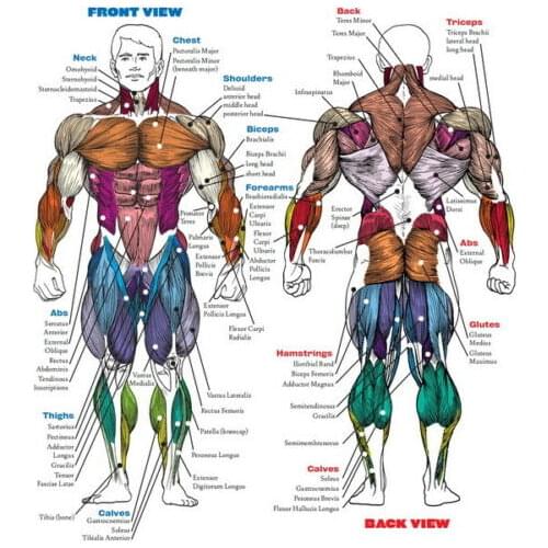 Lot style Choose Muscular System Posters Art print Silk poster Home Wall Decor