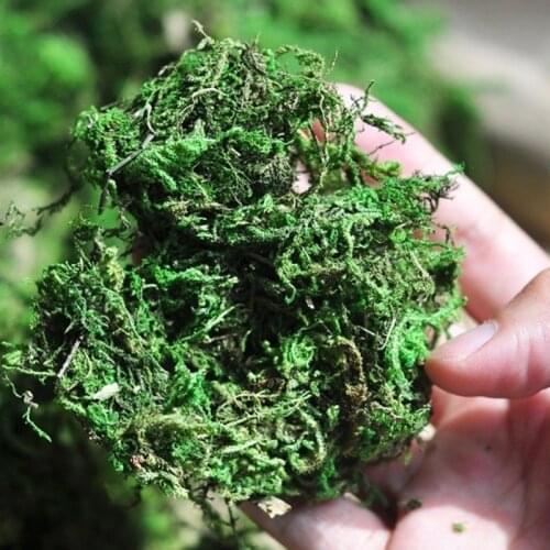 Natural 50g bag dry real green moss decorative plants vase artificial moss turf silk Flower accessories for flowerpot decoration