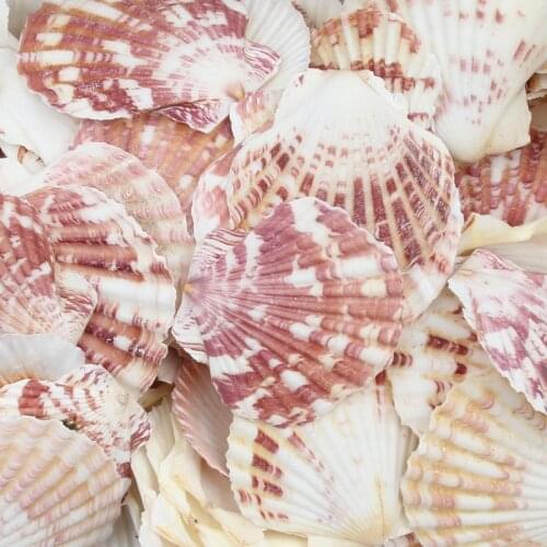 5pcs Natural Sea Shells Scallop Coquillage Beach Decor Craft Diy Marine Style Fish Tank Seashells Conch Embellishment 40-60mm