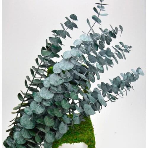 Natural Eucalyptus Leaves Branches Stems Dried Flower for DIY Wedding Shooting Prop Home Decoration Supplies Real Palnt Ornament