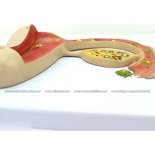 CMAM/12454 Fertilized Egg Formation, Genitourinary Medical Teaching Anatomical Model