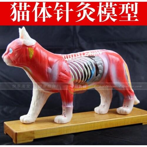 Cat acupuncture model animal anatomical model acupuncture teaching practice training model mold