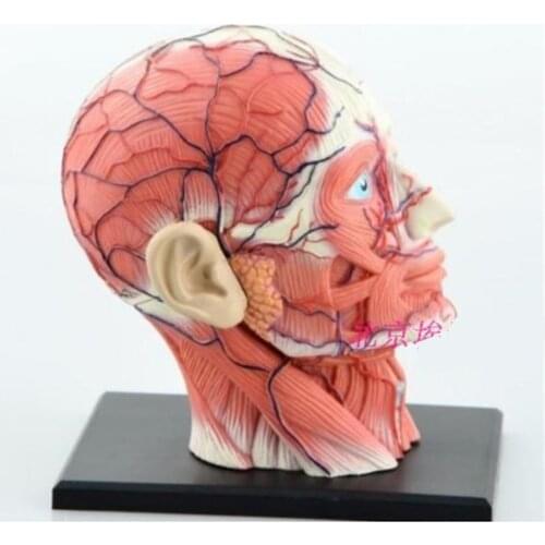Mini head muscle nerve assembly model Assembled Human Anatomy Model 14pcs Gift for Children